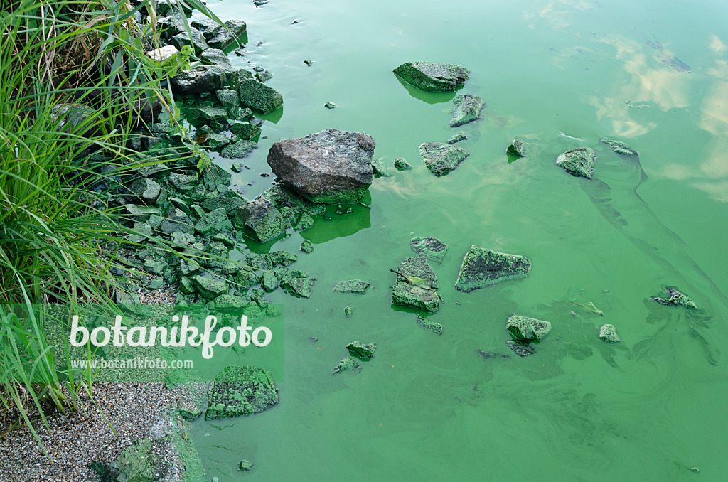 523279 - Blue-green algae, Brandenburg, Germany