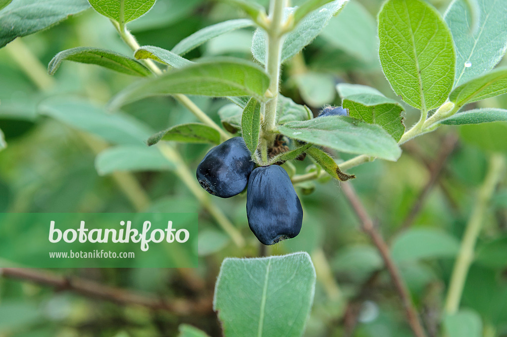 526113 - Blue honeysuckle (Lonicera caerulea 'Blue Velvet')