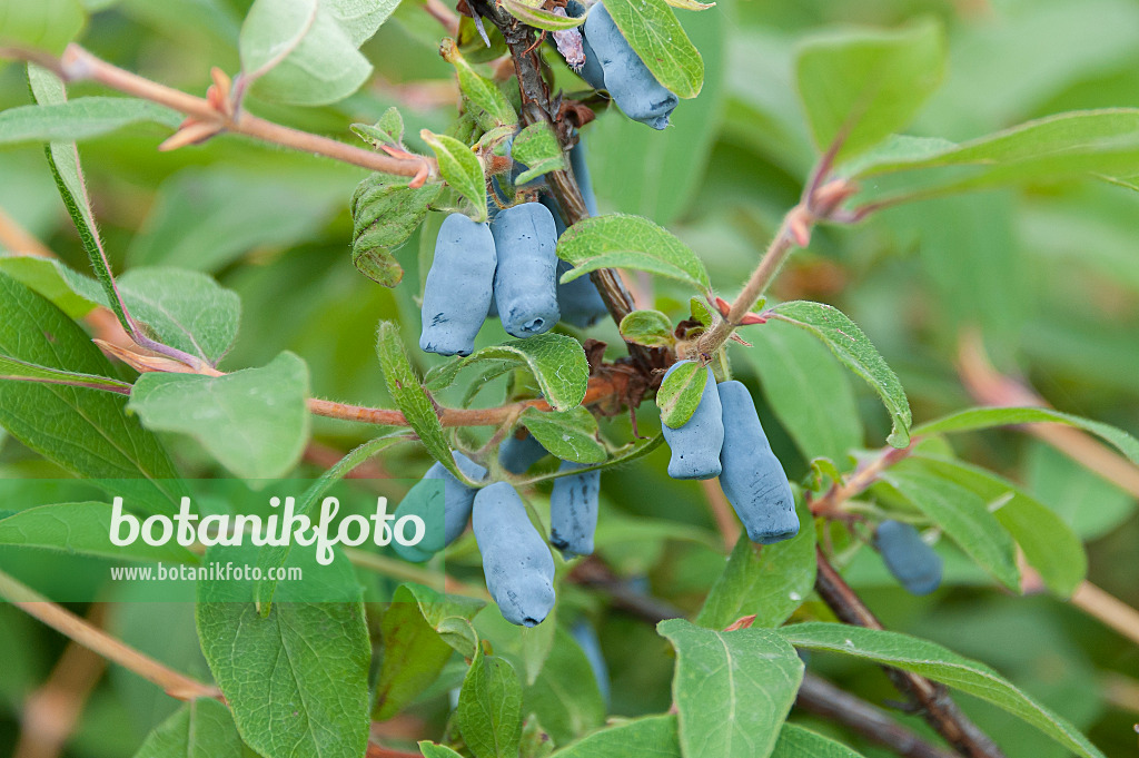 616017 - Blue honeysuckle (Lonicera caerulea 'Morena')