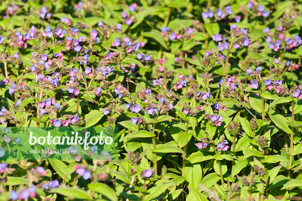 470106 - Blue lungwort (Pulmonaria angustifolia)