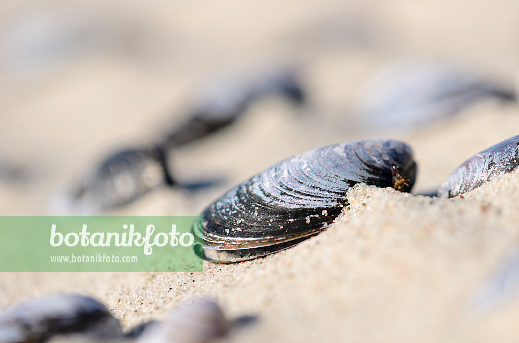 534324 - Blue mussel (Mytilus edulis) in the sand