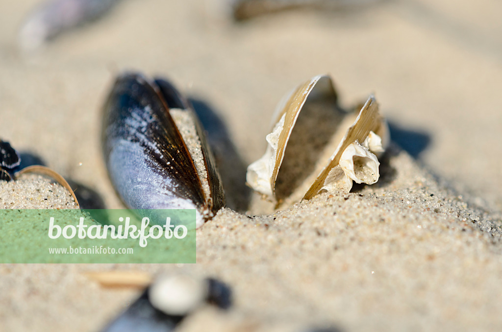 534325 - Blue mussel (Mytilus edulis) in the sand