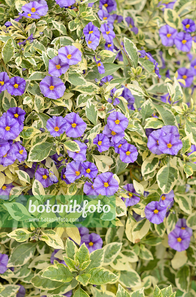 536126 - Blue potato bush (Lycianthes rantonnetii 'Variegata' syn. Solanum rantonnetii 'Variegata')