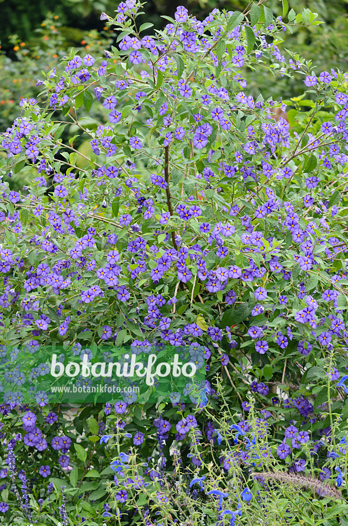 572092 - Blue potato bush (Lycianthes rantonnetii syn. Solanum rantonnetii)