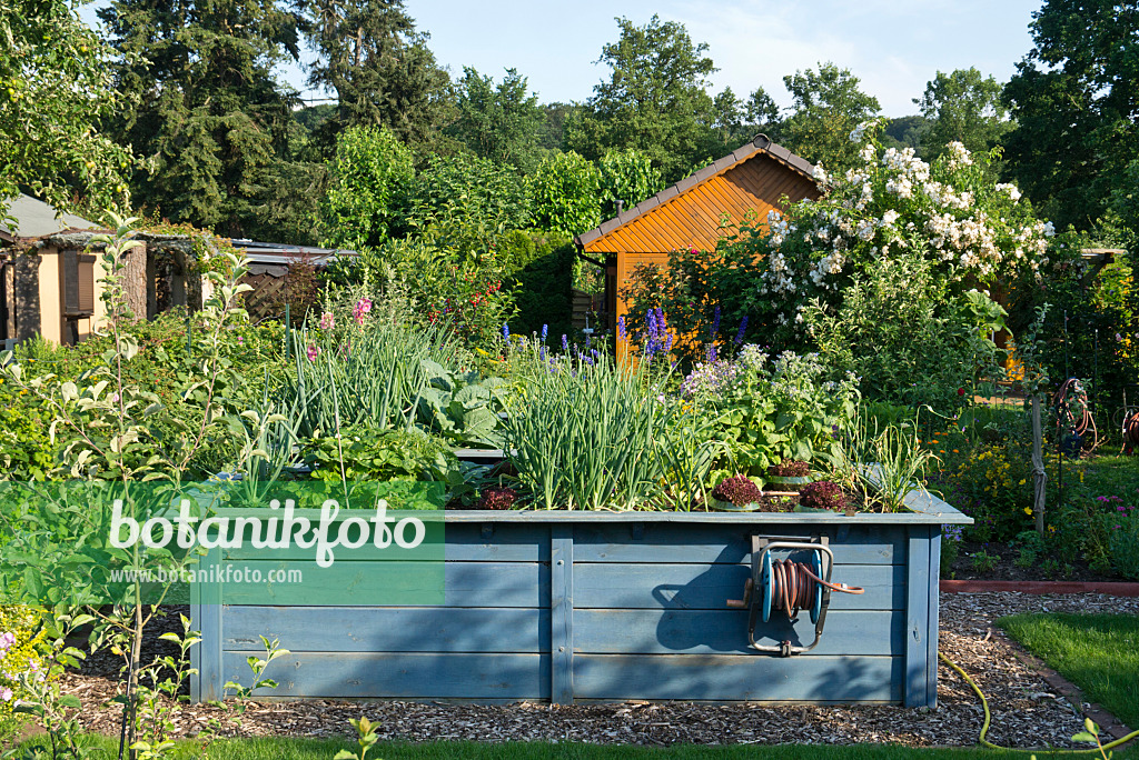 608086 - Blue raised bed with vegetables in an allotment garden