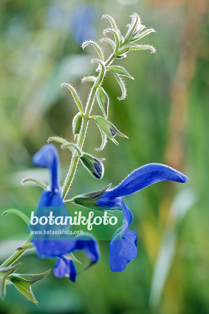 433239 - Blue sage (Salvia patens)