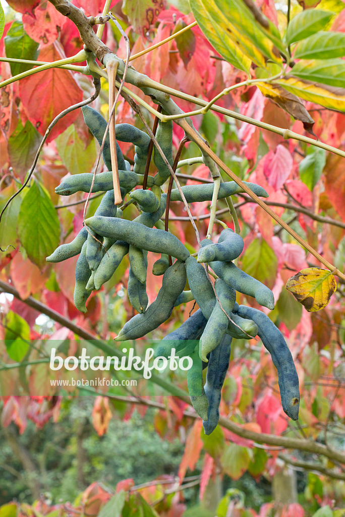 561082 - Blue sausage fruit (Decaisnea fargesii)