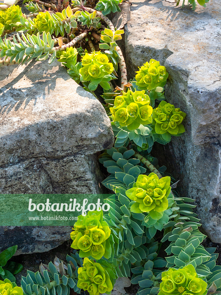 412015 - Blue spurge (Euphorbia myrsinites)