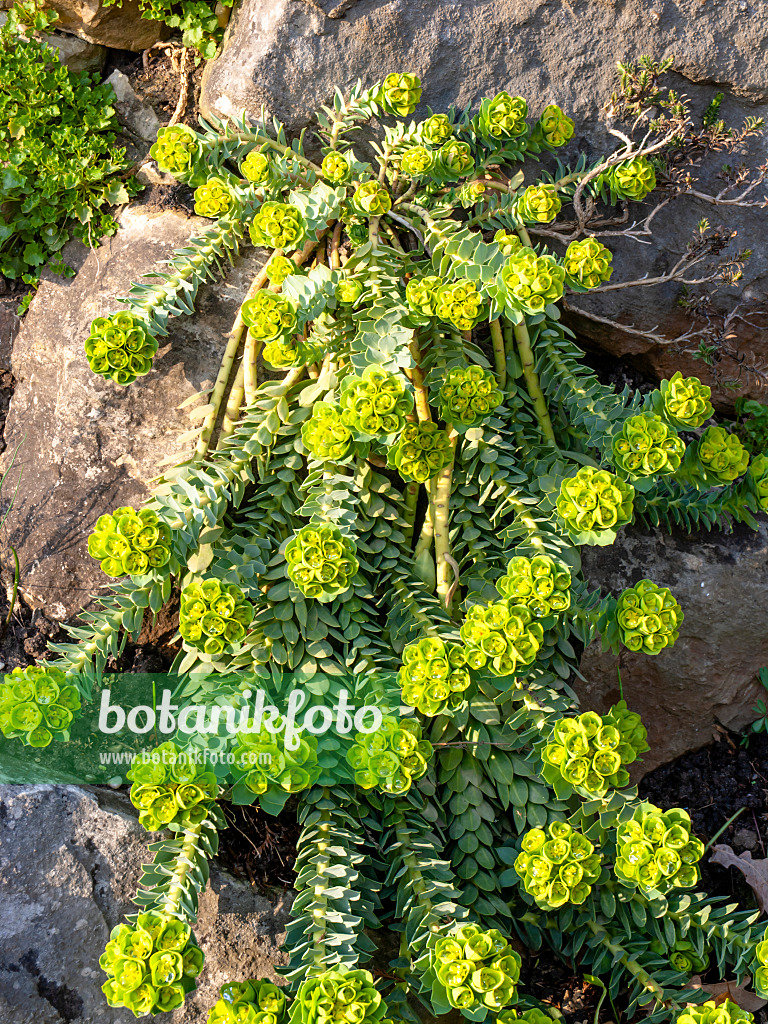 458010 - Blue spurge (Euphorbia myrsinites)