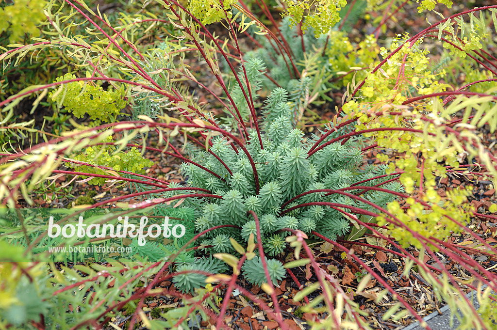 535405 - Blue spurge (Euphorbia myrsinites)