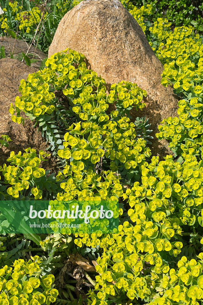 555125 - Blue spurge (Euphorbia myrsinites)