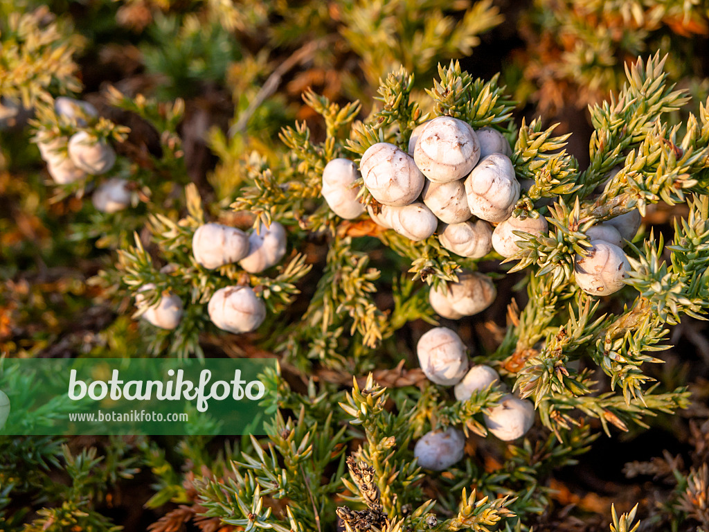 432008 - Blue star juniper (Juniperus squamata)