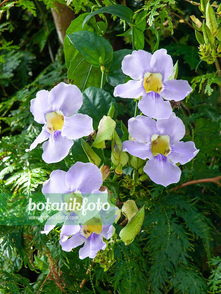 434110 - Blue trumpet vine (Thunbergia grandiflora)