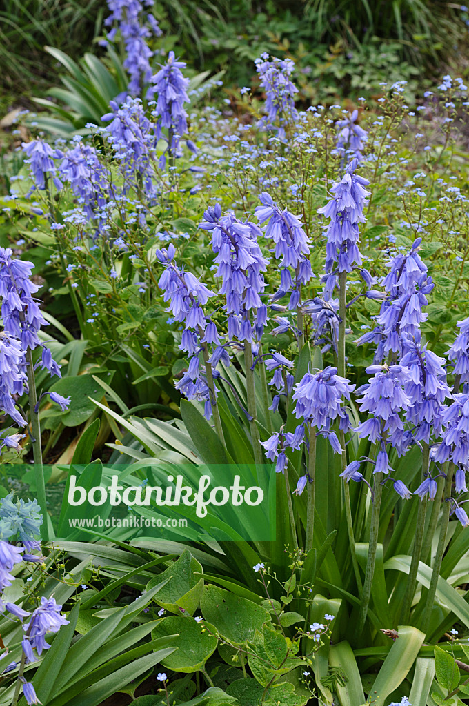 472052 - Bluebell (Hyacinthoides non-scripta)