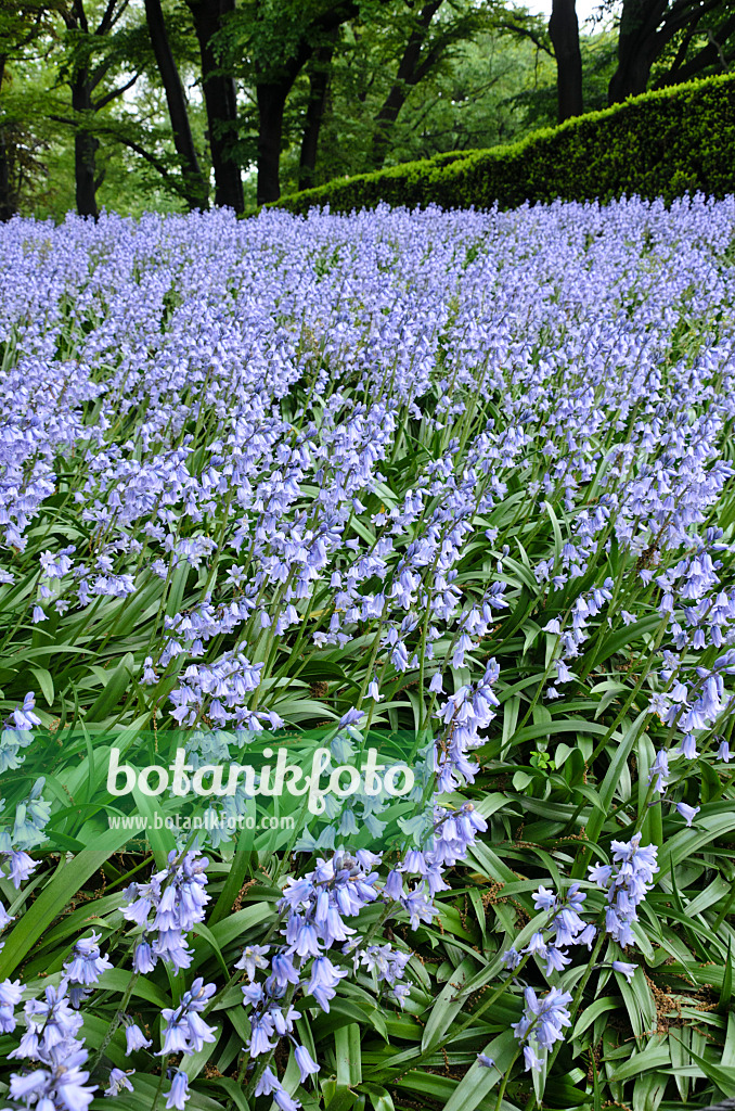 508135 - Bluebell (Hyacinthoides non-scripta)