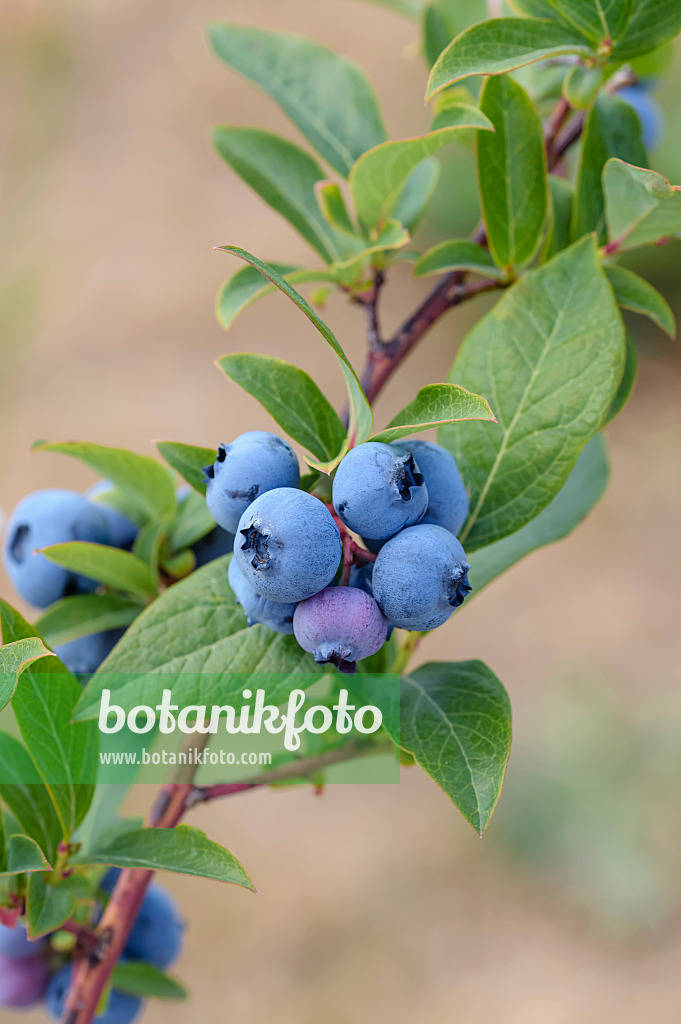 593212 - Blueberry (Vaccinium corymbosum 'Blueray')