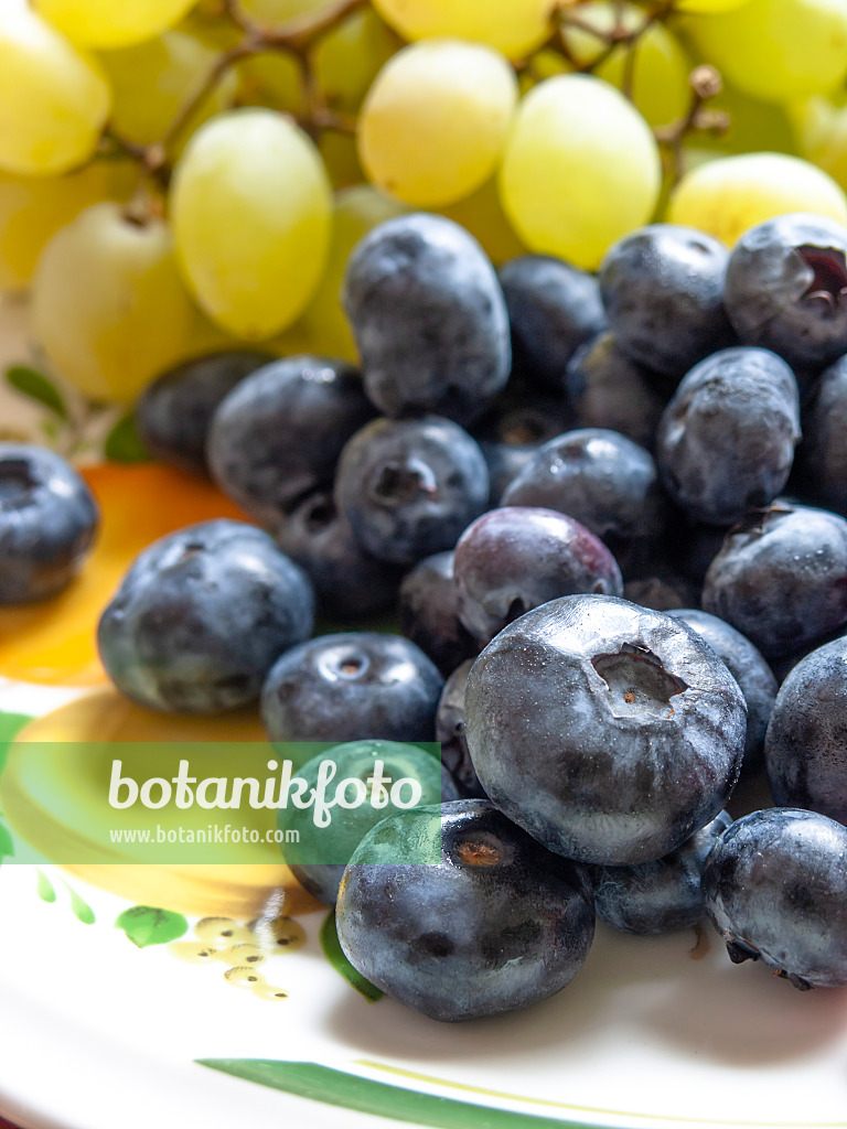 440258 - Blueberry (Vaccinium corymbosum) and grape vine (Vitis vinifera)