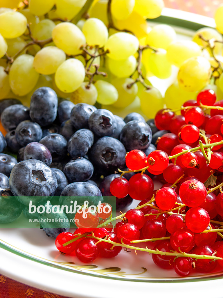 440260 - Blueberry (Vaccinium corymbosum), red currant (Ribes rubrum) and grape vine (Vitis vinifera)