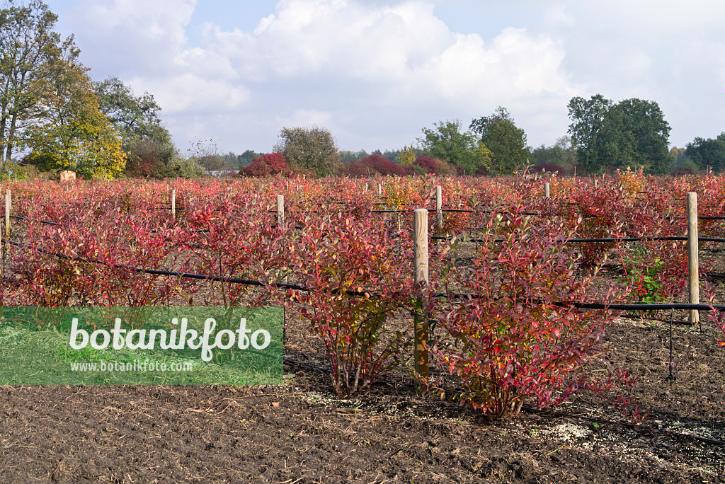 562008 - Blueberry (Vaccinium corymbosum 'Reka')