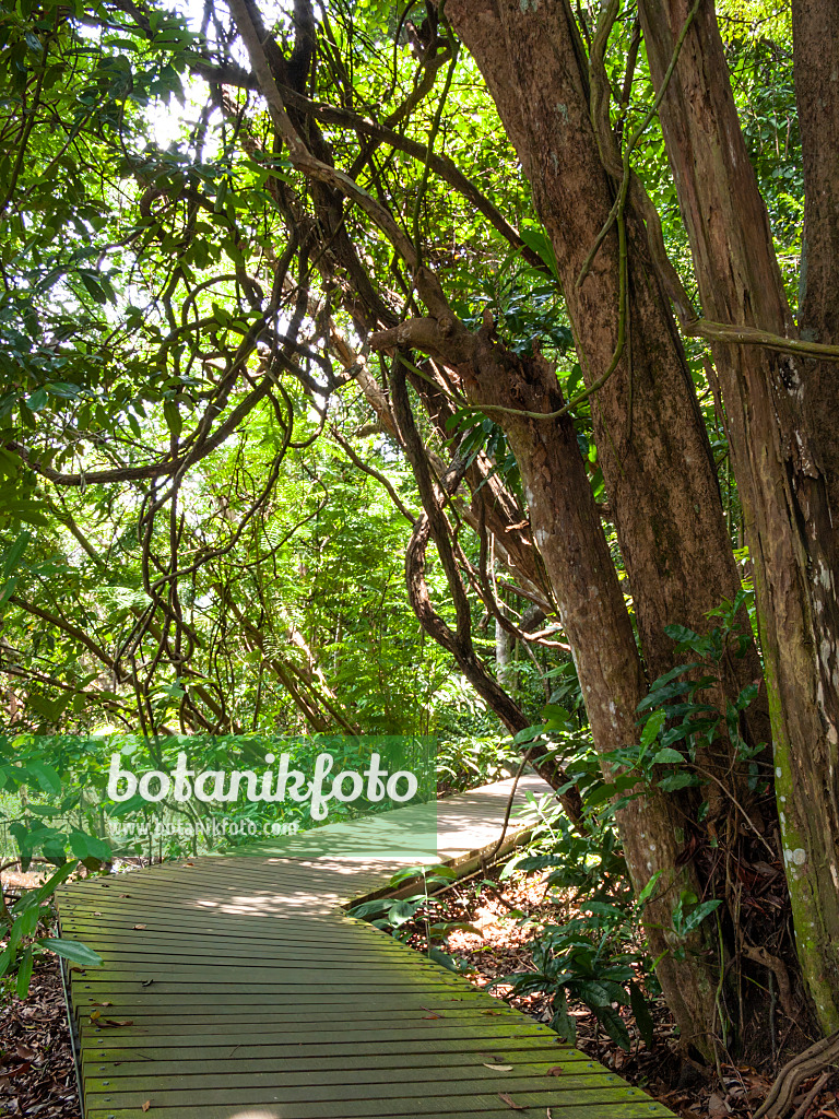 411256 - Boardwalk, Central Catchment Nature Reserve, Singapore