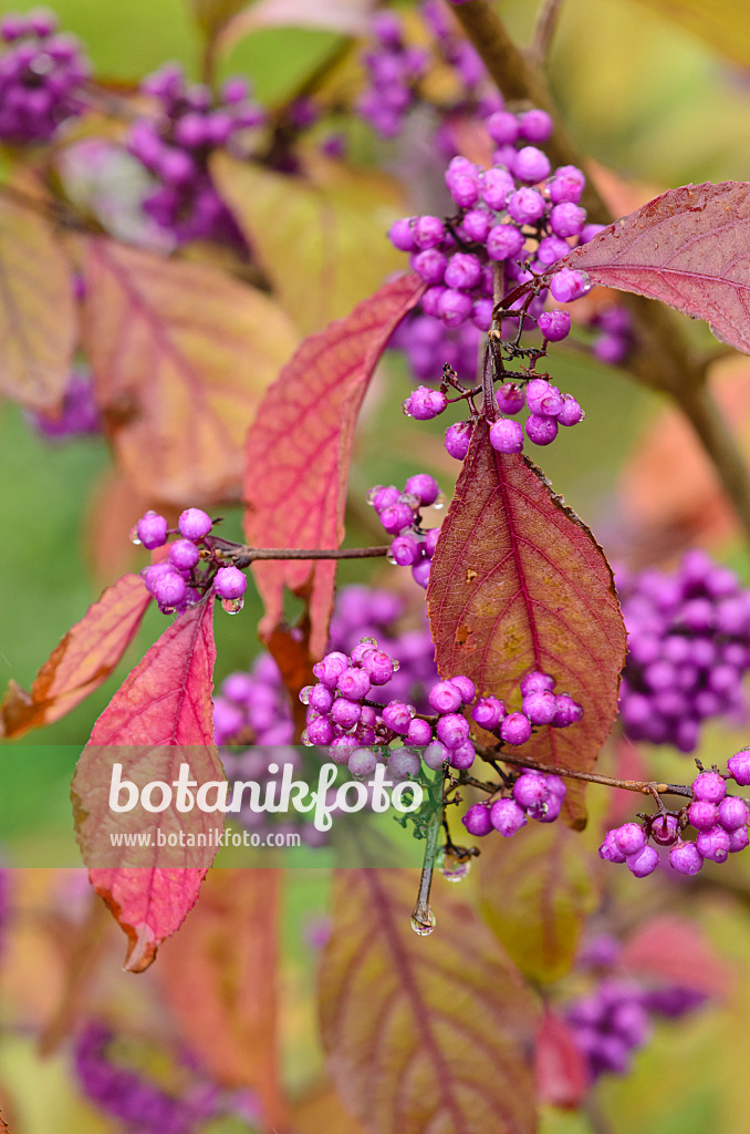 549113 - Bodinier's beautyberry (Callicarpa bodinieri var. giraldii)