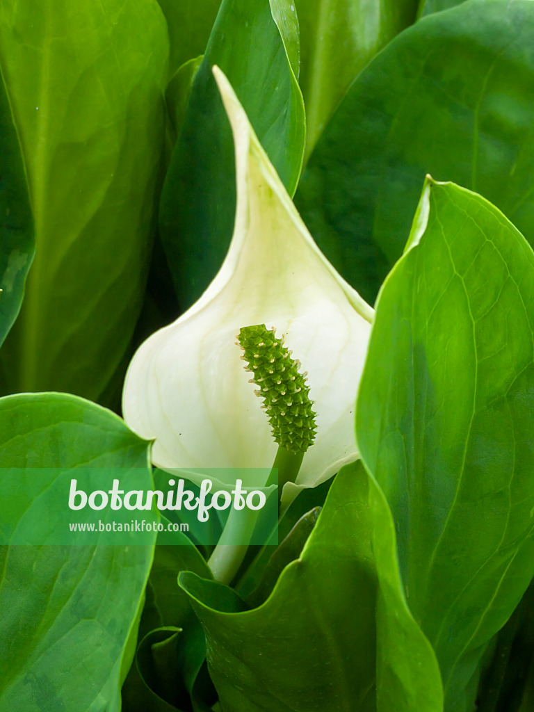 400153 - Bog arum (Calla palustris)