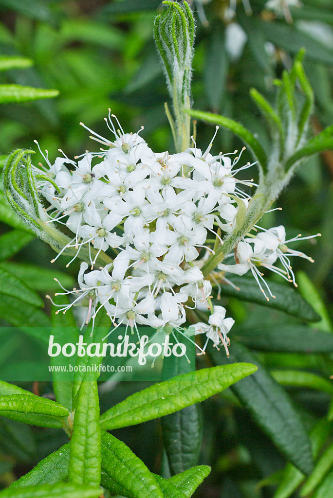 557024 - Bog Labrador tea (Ledum groenlandicum syn. Rhododendron groenlandicum)