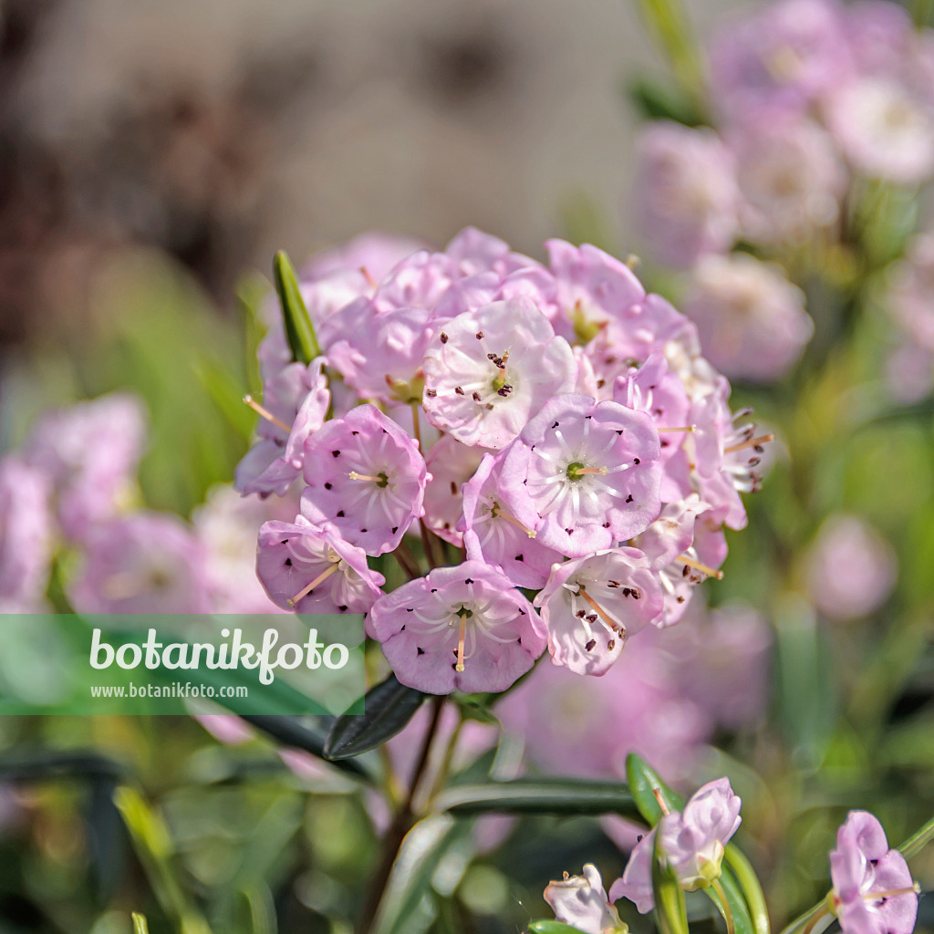 535287 - Bog laurel (Kalmia polifolia)