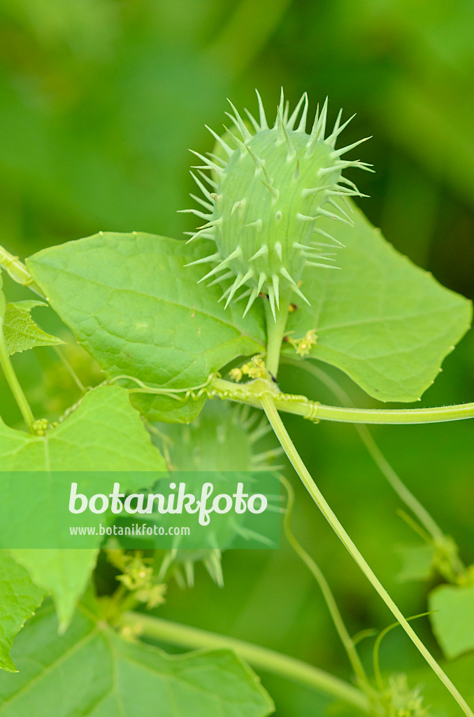 524098 - Bolivian cucumber (Cyclanthera brachystachya)