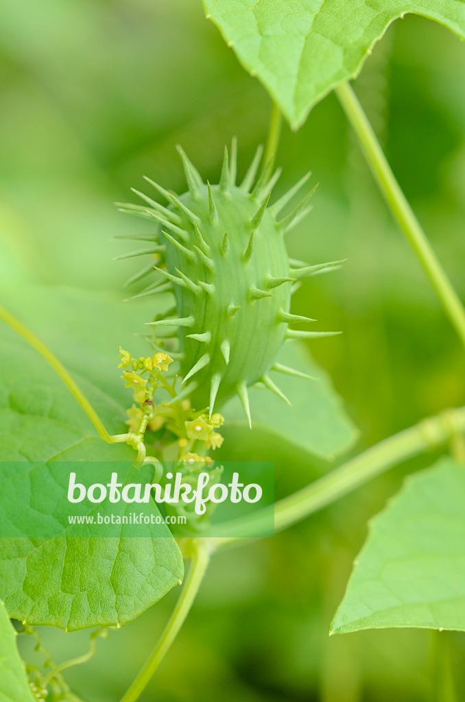 524099 - Bolivian cucumber (Cyclanthera brachystachya)