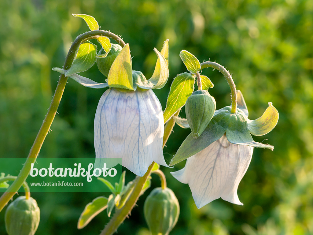 425108 - Bonnet bellflower (Codonopsis clematidea)