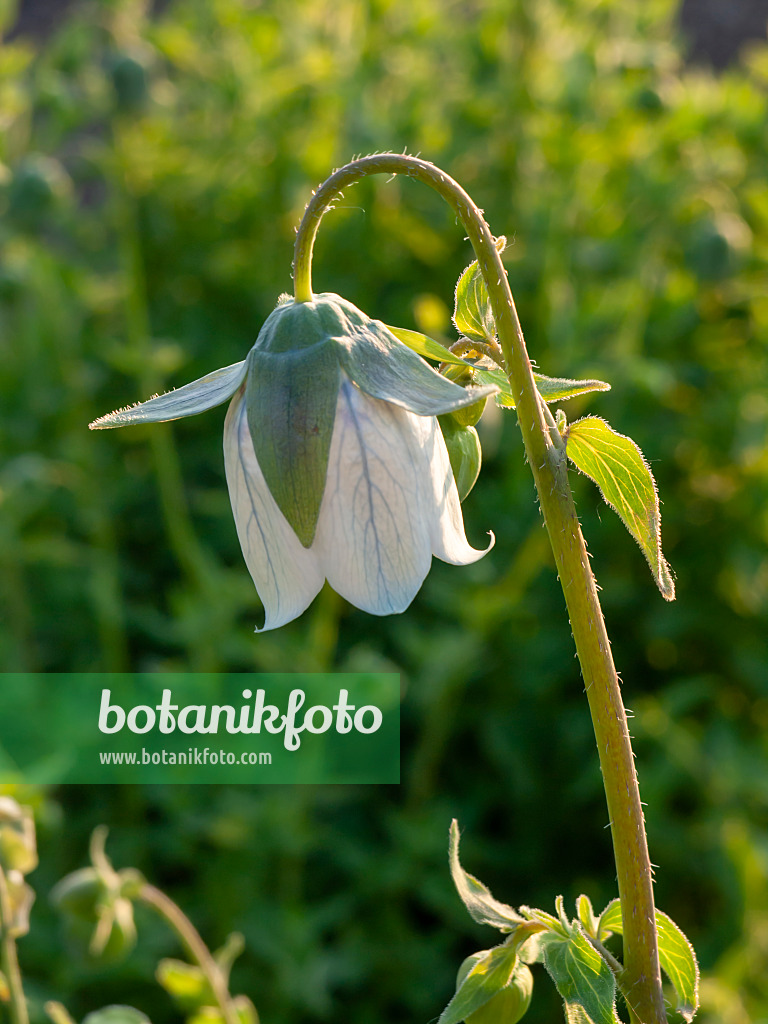 425109 - Bonnet bellflower (Codonopsis clematidea)