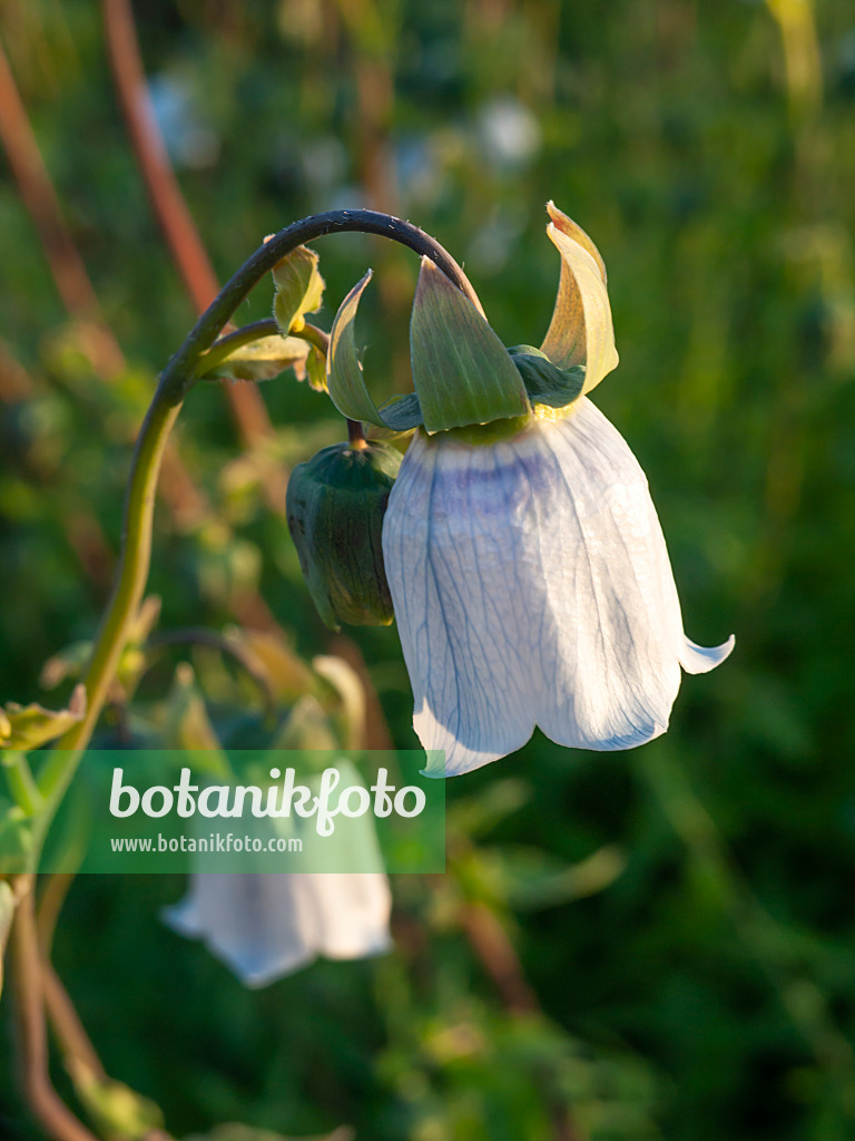 438228 - Bonnet bellflower (Codonopsis clematidea)