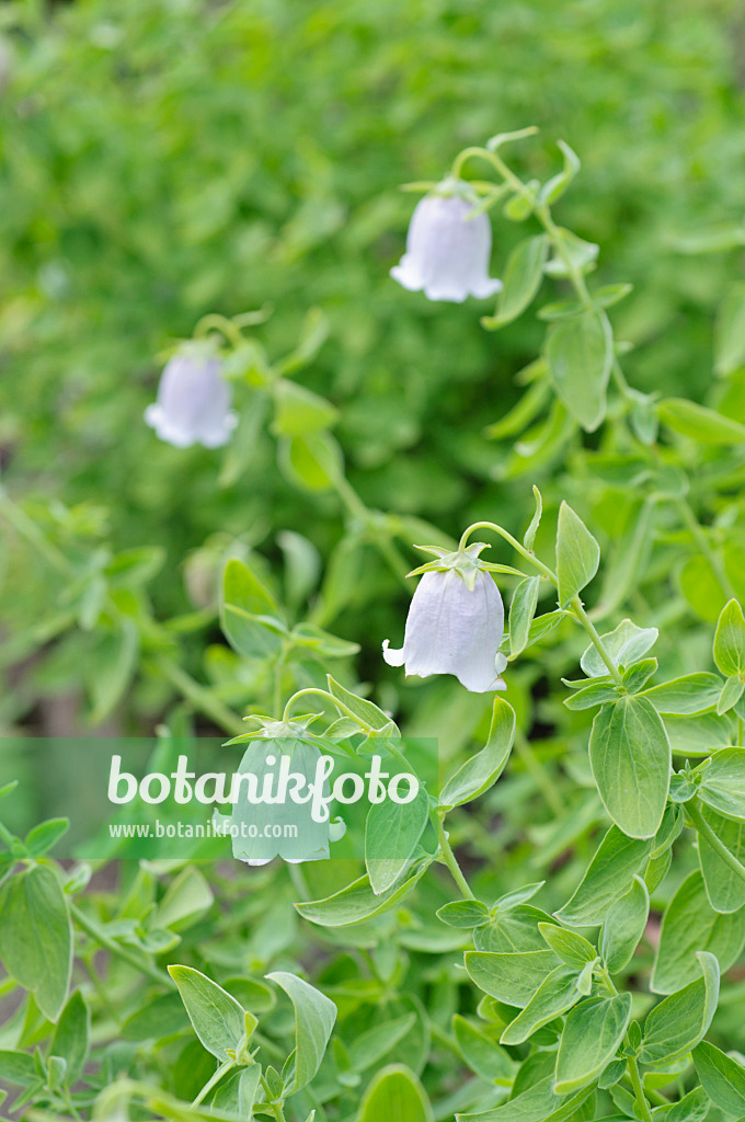 485106 - Bonnet bellflower (Codonopsis clematidea)