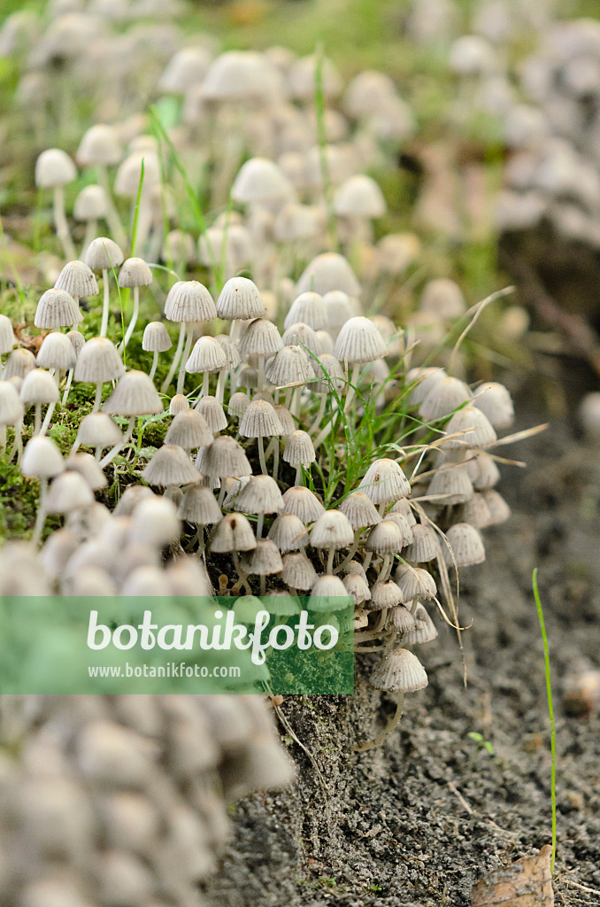 524171 - Bonnet (Mycena)