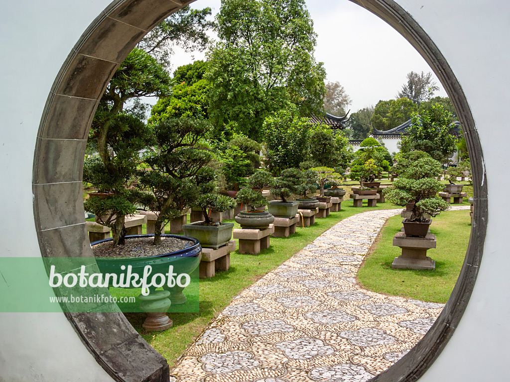 411225 - Bonsai Garden, Singapore