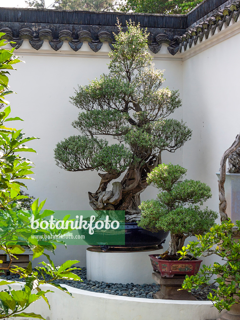 411204 - Bonsai in front of a white wall in a bonsai garden