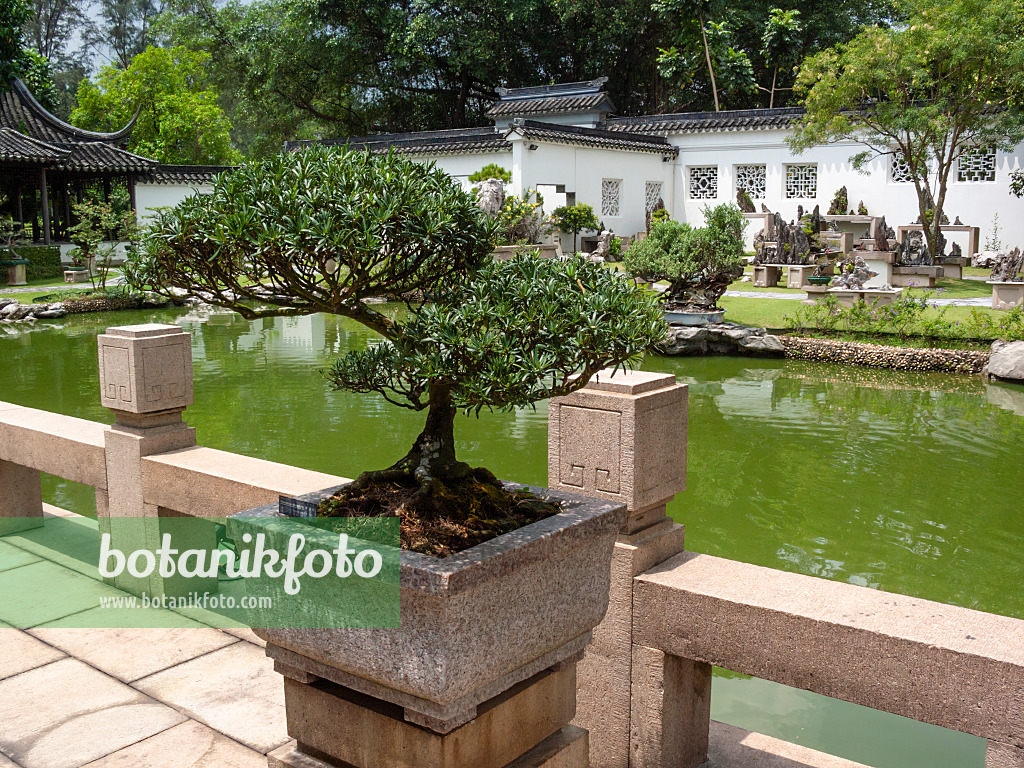 411218 - Bonsai on a tiled terrace with stone balustrade in an Asian garden