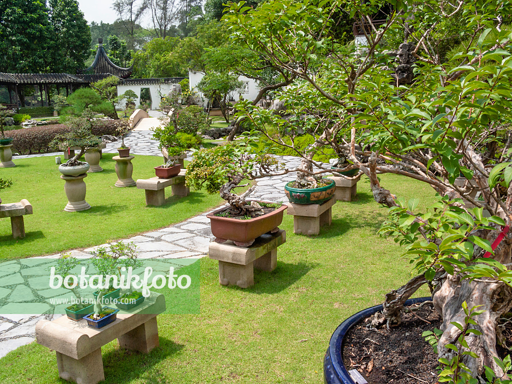 411215 - Bonsai on stone platforms on a lawn and garden path made of stone slabs in a bonsai garden