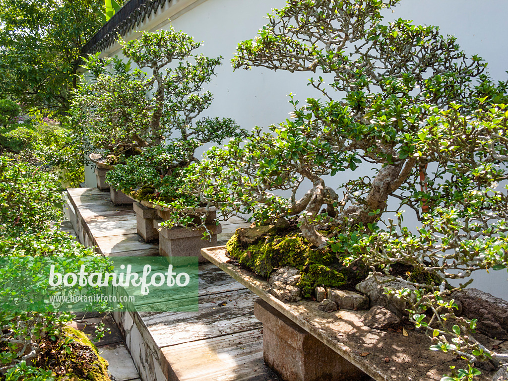 411205 - Bonsai on wooden platforms in front of a white wall in a bonsai garden