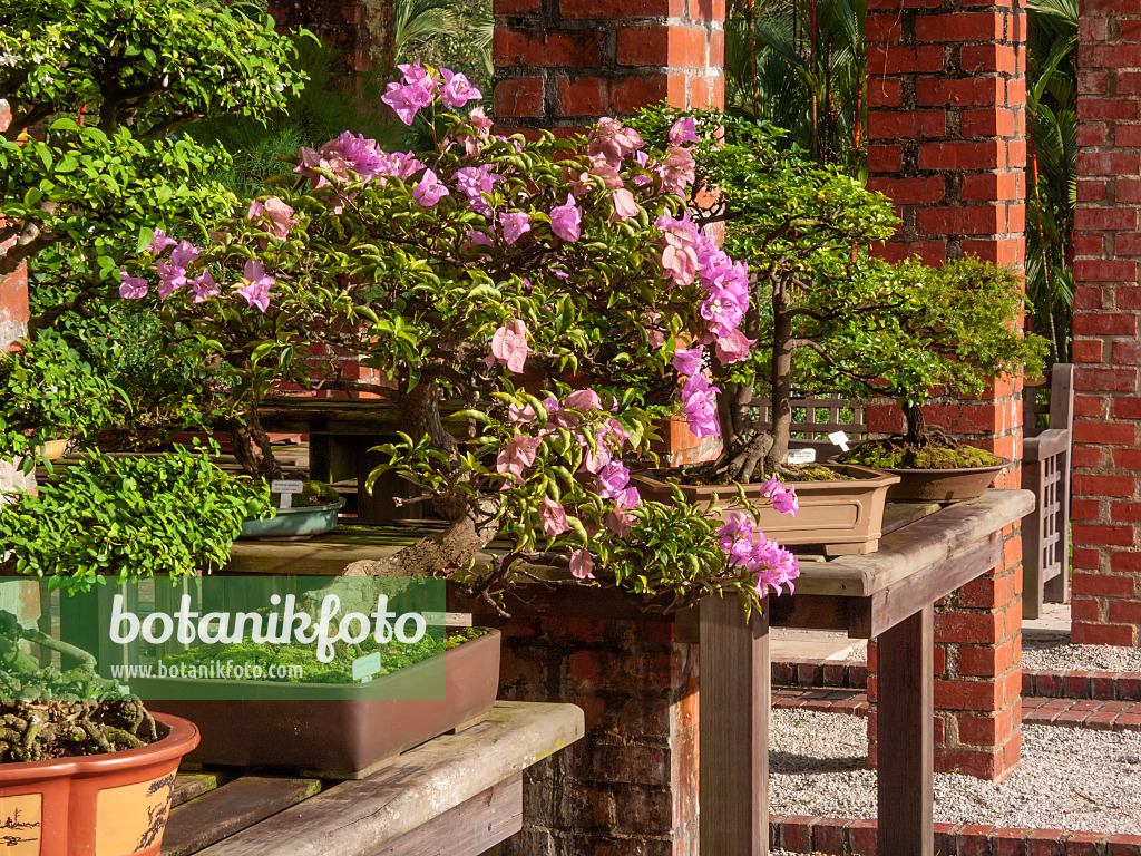 411063 - Bonsai on wooden tables in a bonsai garden