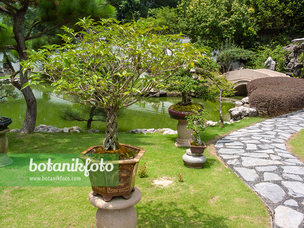 411217 - Bonsai with Asian plant pot near a pond and stone bridge in a Japanese garden