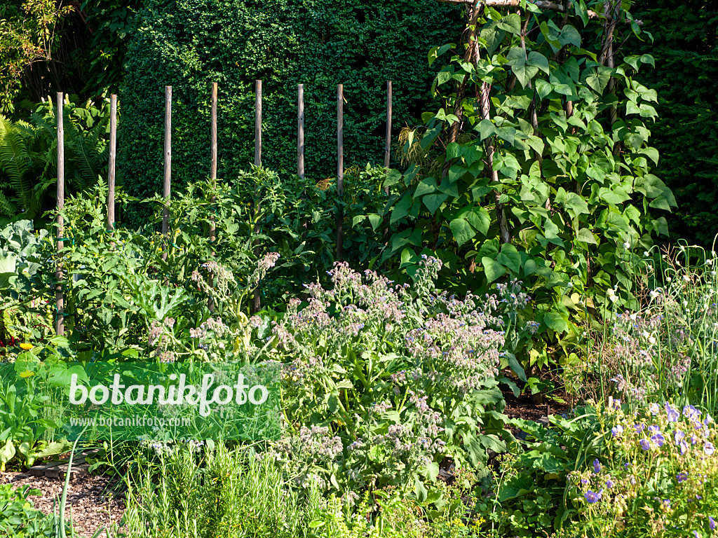 439289 - Borage (Borago officinalis), green bean (Phaseolus vulgaris var. vulgaris) and tomato (Lycopersicon esculentum)