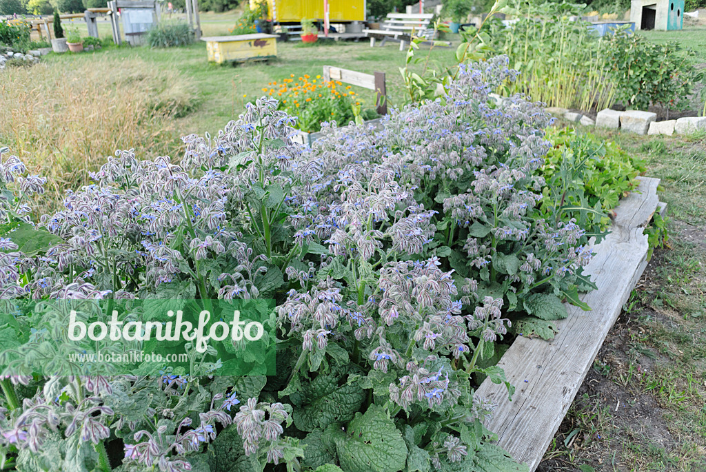 534129 - Borage (Borago officinalis) in a community garden, Tempelhofer Freiheit, Berlin, Germany