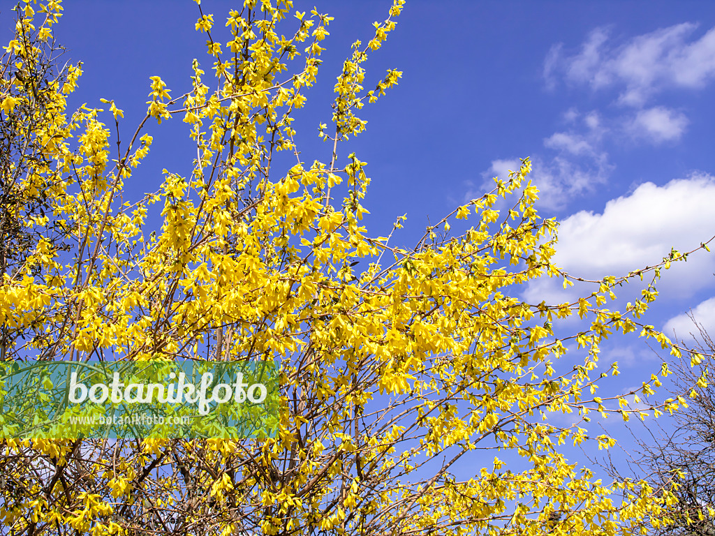 483013 - Border forsythia (Forsythia x intermedia)