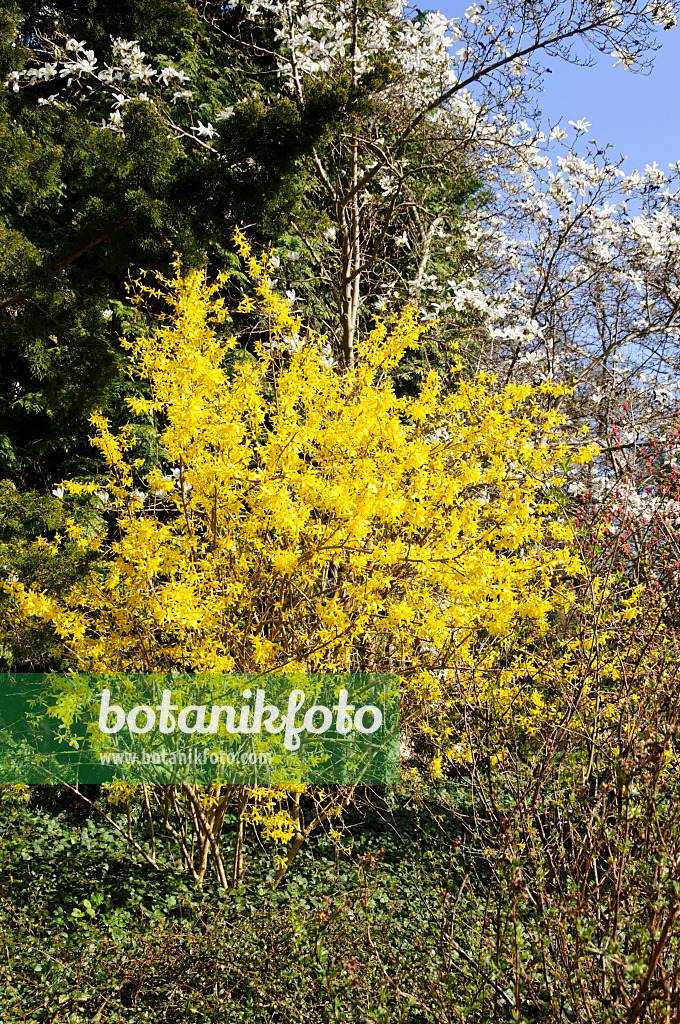 483186 - Border forsythia (Forsythia x intermedia)