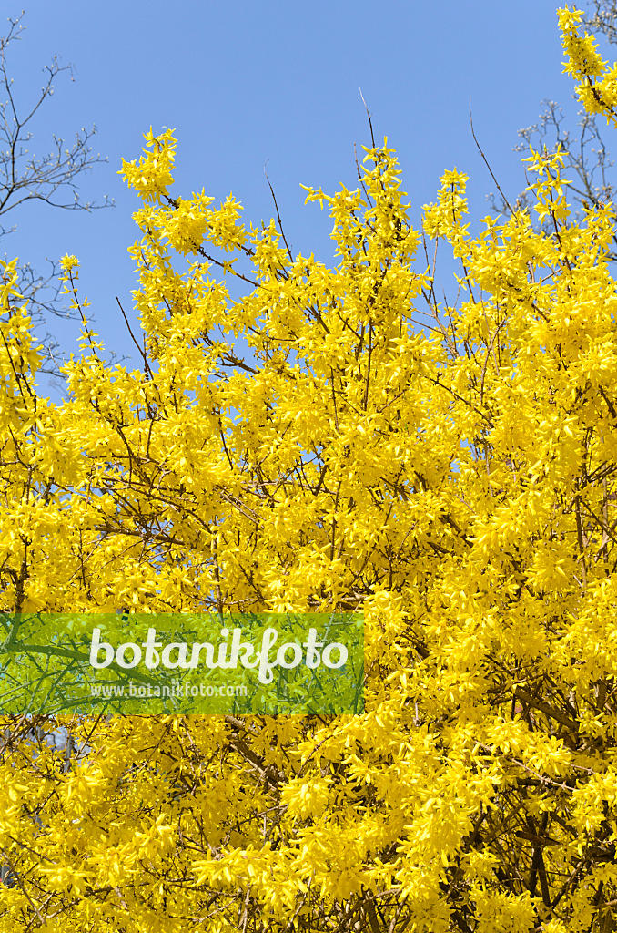 495065 - Border forsythia (Forsythia x intermedia 'Spectabilis')