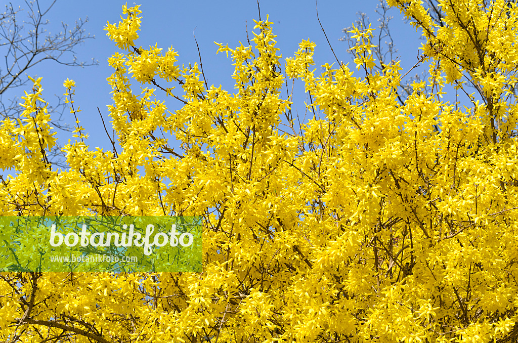 495066 - Border forsythia (Forsythia x intermedia 'Spectabilis')