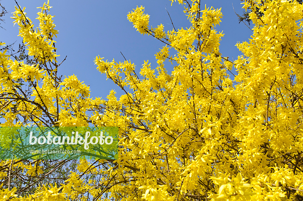 495067 - Border forsythia (Forsythia x intermedia 'Spectabilis')