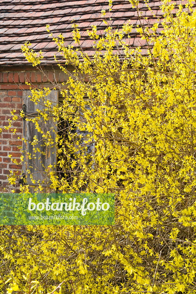 555049 - Border forsythia (Forsythia x intermedia)